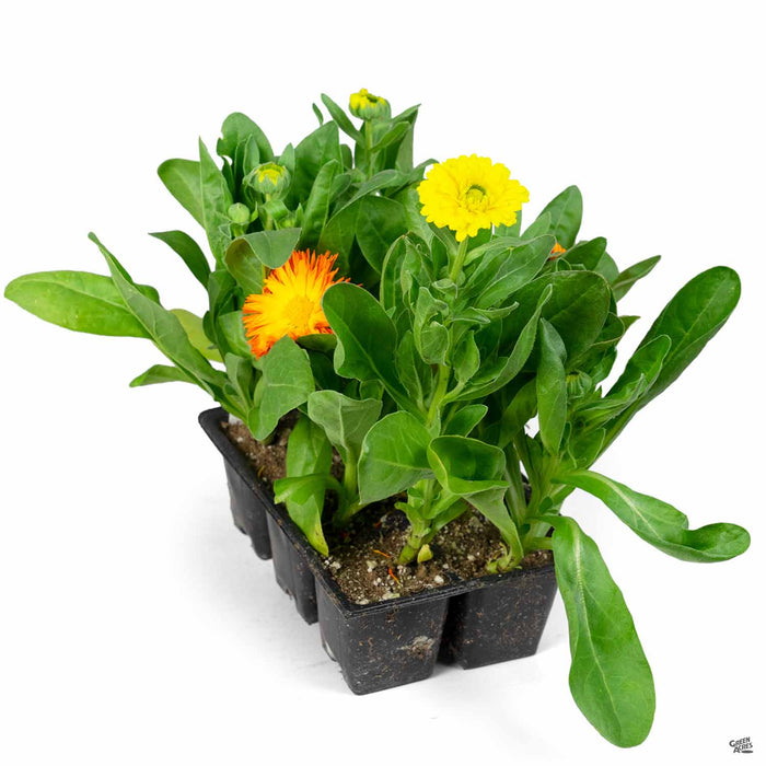 Calendula 6-Pack Mix