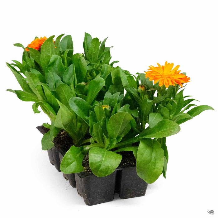Calendula 6-Pack Orange