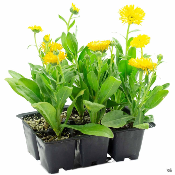 Calendula 6-Pack Yellow
