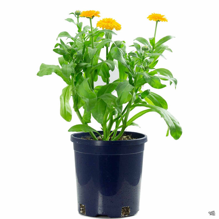Calendula 1 Gallon Yellow