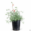 California Fuchsia 1 gallon