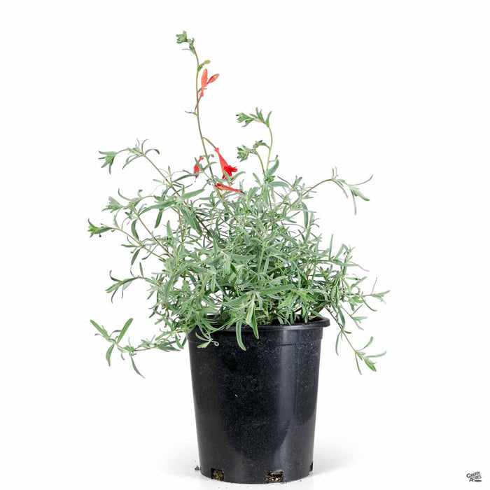 California Fuchsia 1 gallon