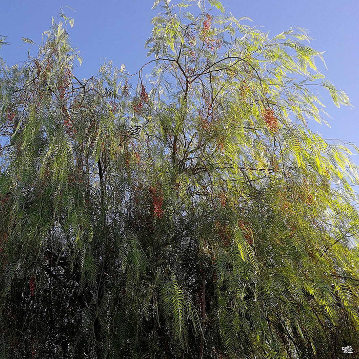 California Pepper Tree