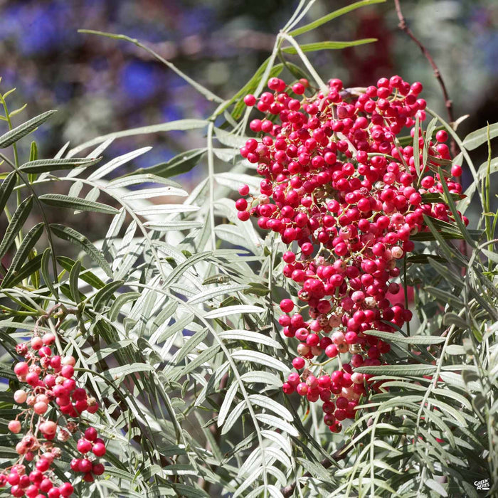California Pepper Tree