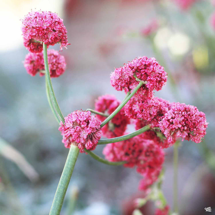 California Red Buckwheat