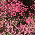 California Red Buckwheat