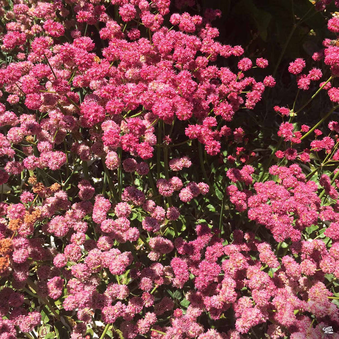 California Red Buckwheat