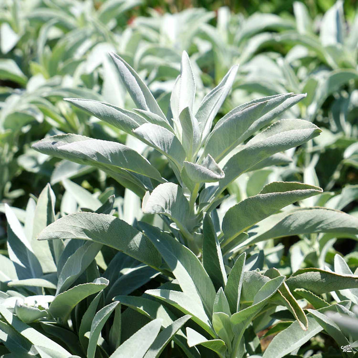 White Sage