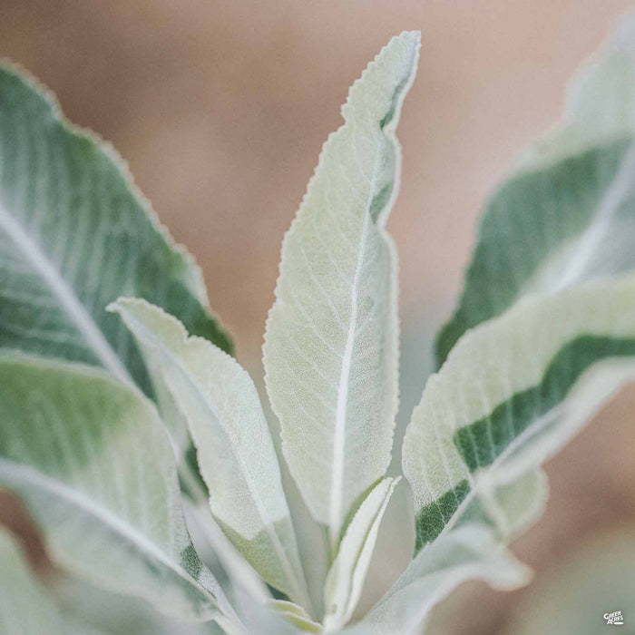 White Sage