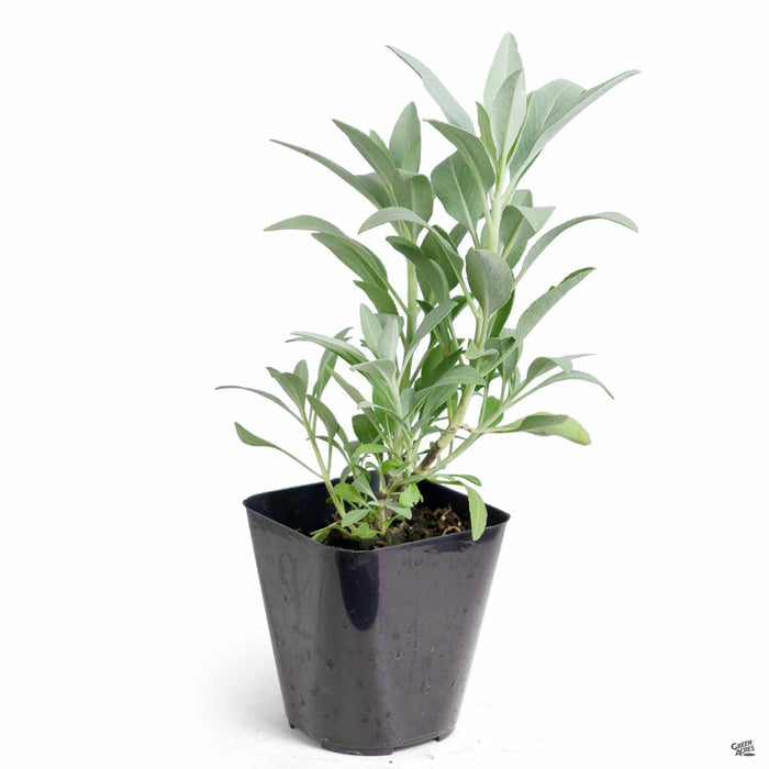 White Sage 4 inch
