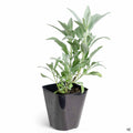 White Sage 4 inch