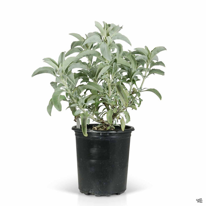 White Sage 1 gallon
