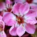 Indian Hawthorn Calisto