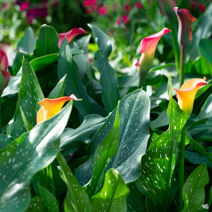 Calla Lilies