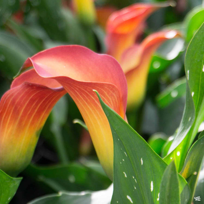 Orange Yellow Calla Lily