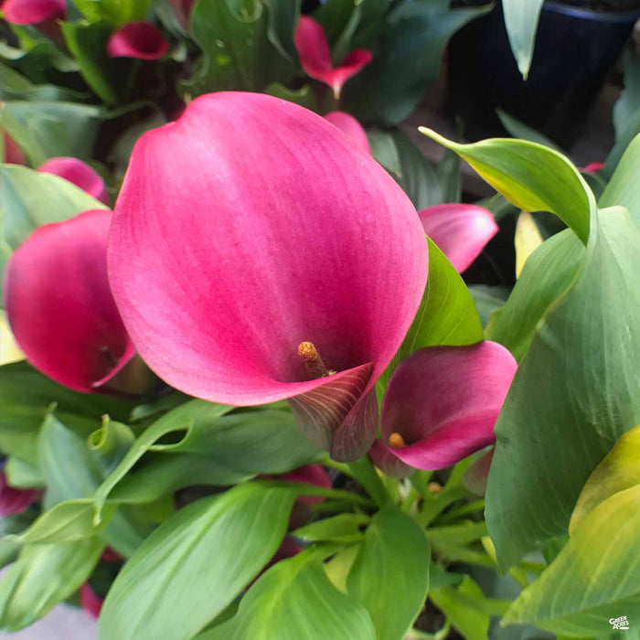 Pink Calla Lily