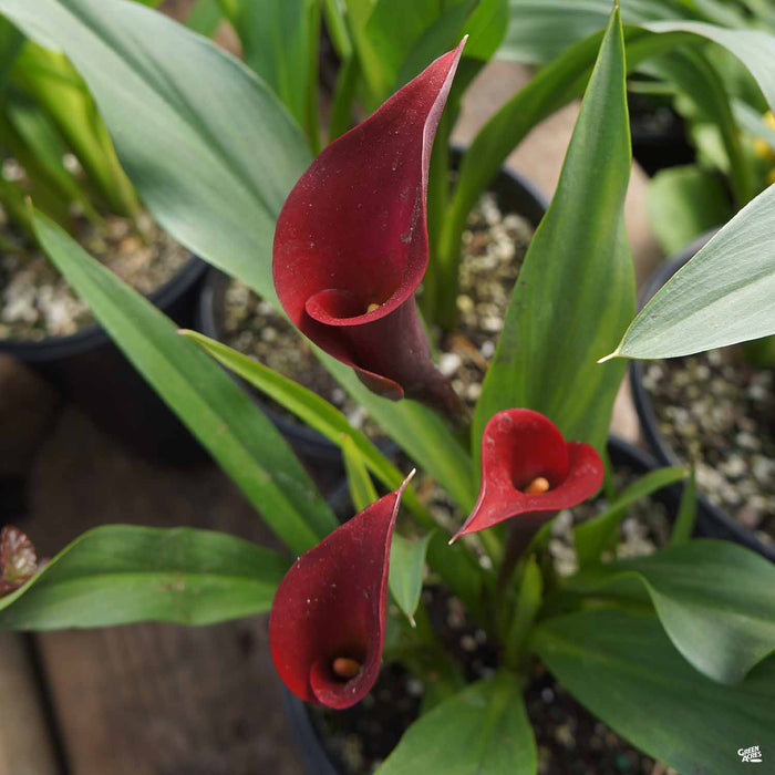 Red Calla Lily