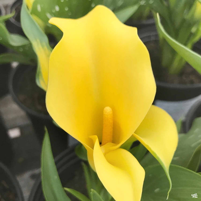Yellow Calla Lilly