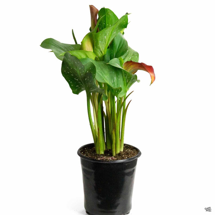 Red Calla Lily 1 gallon