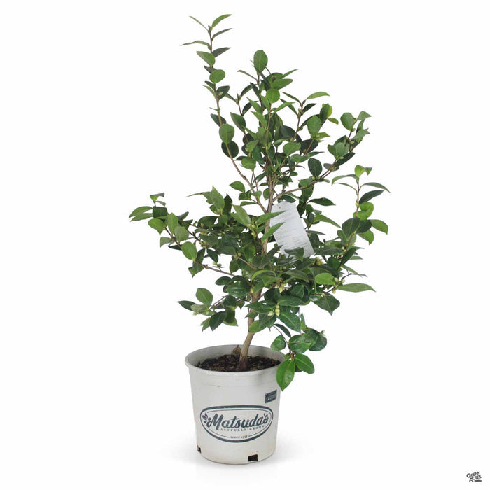 Camellia Buttermint 2 gallon