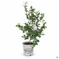 Camellia Buttermint 2 gallon