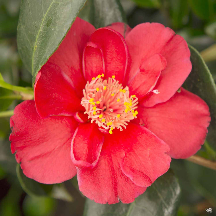 Camellia 'Bob Hope'