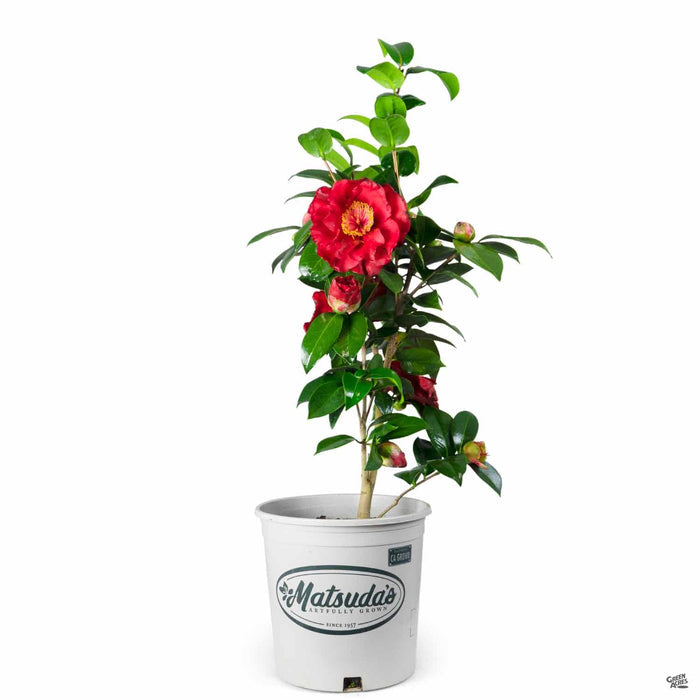 Camellia 'Bob Hope' 2 gallon Matsuda's