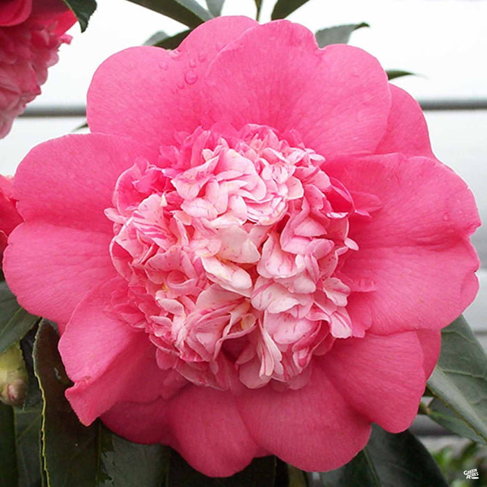 Camellia 'Chandleri Elegans'