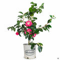 Camellia 'Chandleri Elegans' 2 gallon