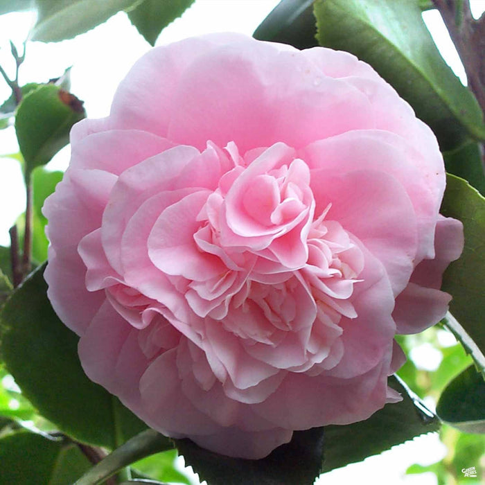 Camellia 'Debutante'