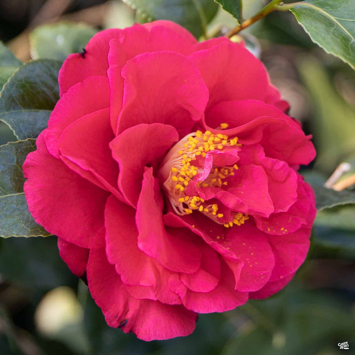 Camellia 'Kramer's Supreme'