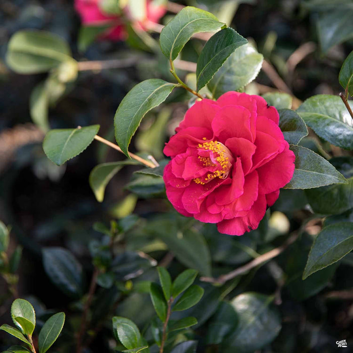 Camellia 'Kramer's Supreme'