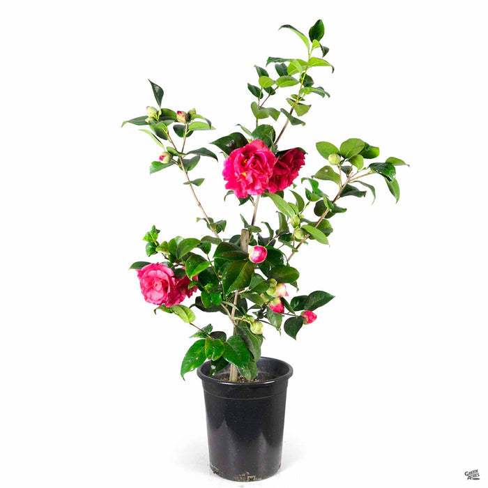 Camellia 'Kramer's Supreme' 5 gallon