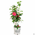 Camellia 'Kumasaka' 2 gallon Matsudas