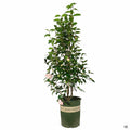 Camellia 'Nuccio's Pearl' 5 gallon Monrovia