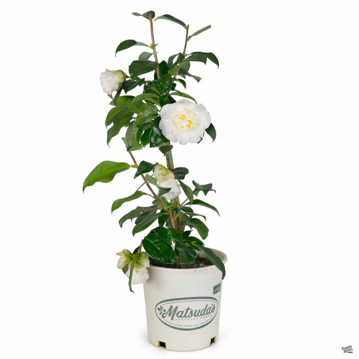 Camellia 'Shiro Chan' 2 gallon Matsudas