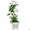 Camellia 'Shiro Chan' 2 gallon Matsudas
