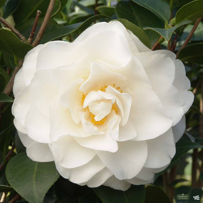 Camellia 'Swan Lake'