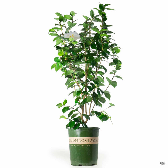 Camellia 'Swan Lake' 5 gallon