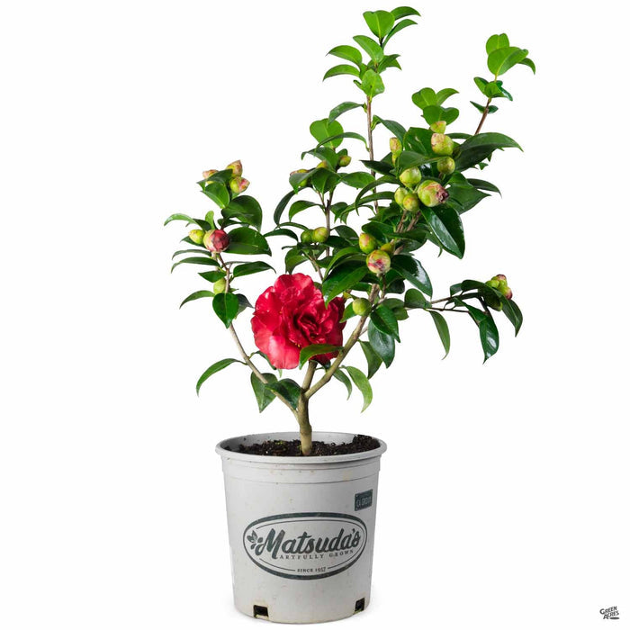 Camellia 'Tom Knudsen' 2 gallon Matsudas
