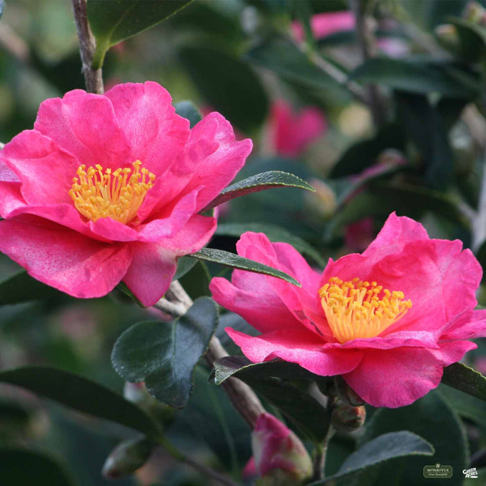 Monrovia Camellia Kanjiro
