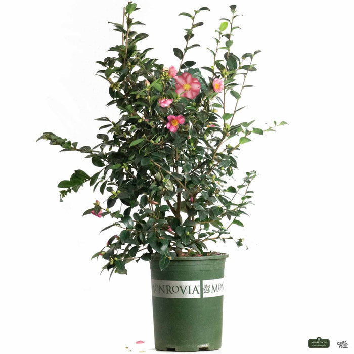 Monrovia Camellia Kanjiro 5 gallon Monrovia