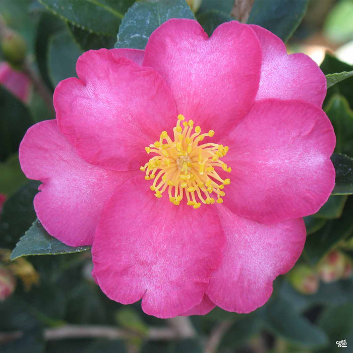 Camellia Kanjiro