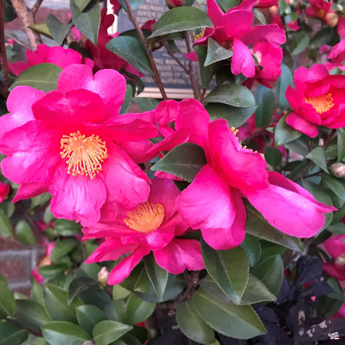 Camellia Kanjiro