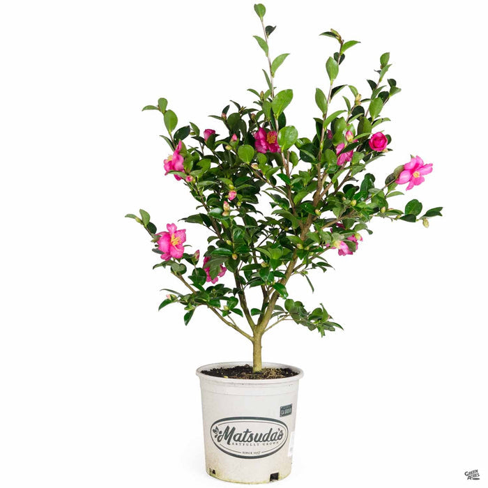 Camellia Kanjiro 2 gallon Matsudas
