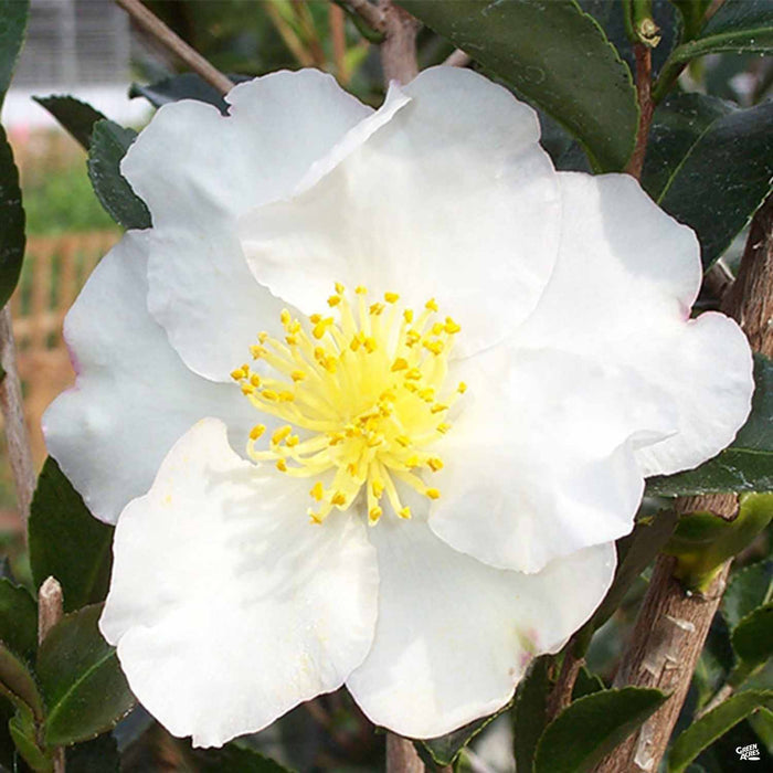 Camellia Setsugekka