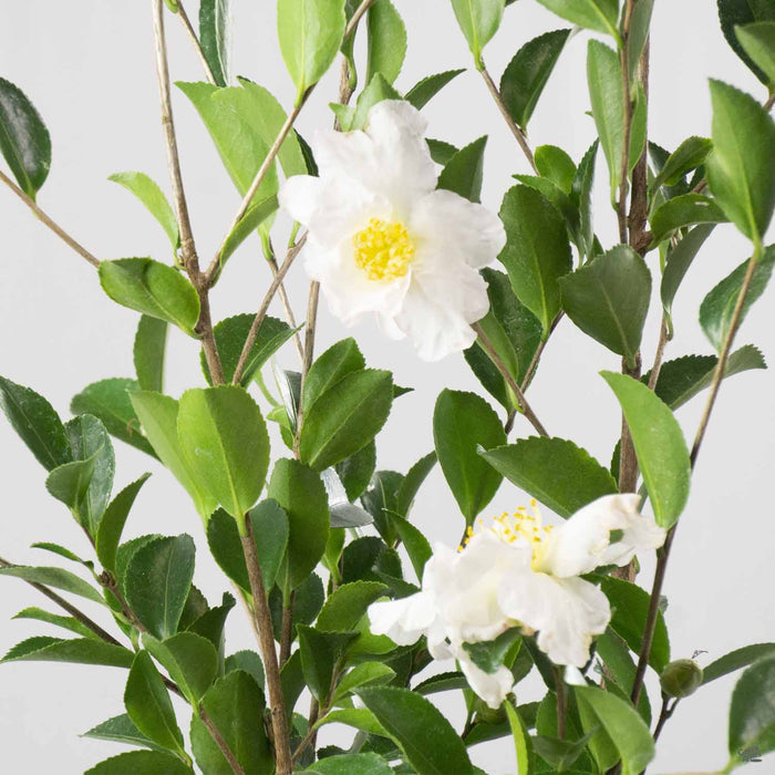Camellia Setsugekka