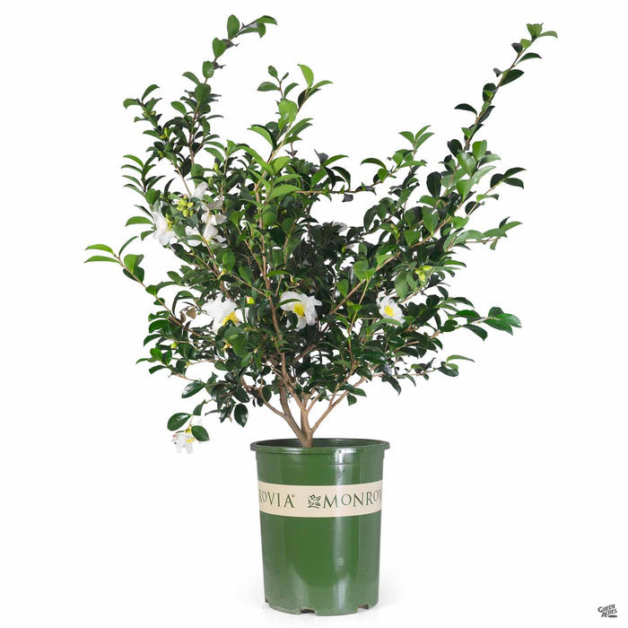 Camellia Setsugekka 5 gallon Monrovia
