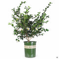 Camellia Setsugekka 5 gallon Monrovia