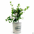 Camellia White Doves 2 gallon